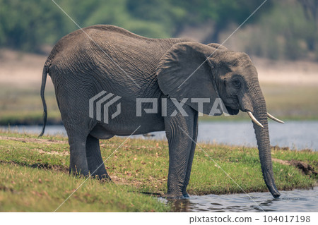 African elephant stands drinking water using trunk African elephant stands drinking water using trunk 104017198