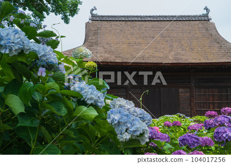 正開寺,繡球花盛開<愛知縣稻澤市> 正開寺,繡球花盛開<愛知縣稻澤市> 104017256