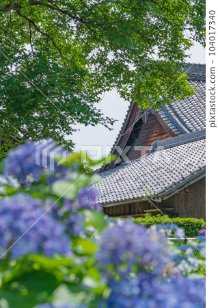 Shokaiji Temple, Hydrangea in full bloom <Inazawa City, Aichi Prefecture> 104017340