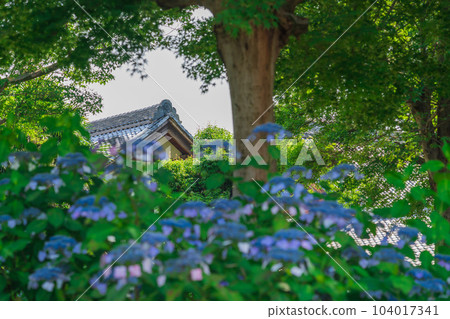 Shokaiji Temple, Hydrangea in full bloom <Inazawa City, Aichi Prefecture> 104017341