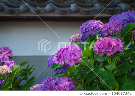 正開寺，繡球花盛開<愛知縣稻澤市> 104017342