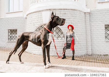 A photo of a woman and her Great Dane walking through a town, taking in the sights and sounds of the urban environment. 104017361