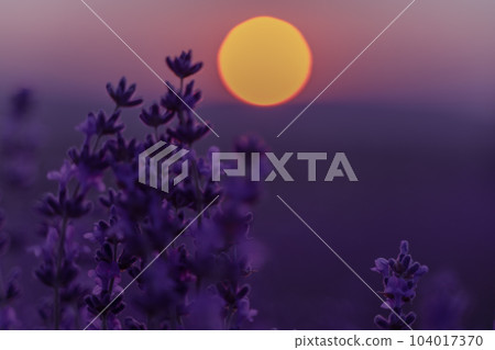 Lavender flower background. Violet lavender field sanset close up. Lavender flowers in pastel colors at blur background. Nature background with lavender in the field. Lavender flower background. Violet lavender field sanset close up. Lavender flowers in pastel colors at blur background. Nature background with lavender in the field. 104017370