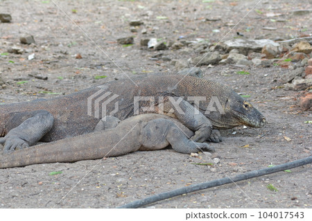 科莫多龍 科莫多龍 104017543