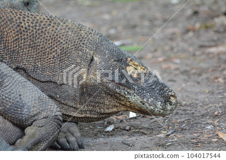 科莫多龍 科莫多龍 104017544