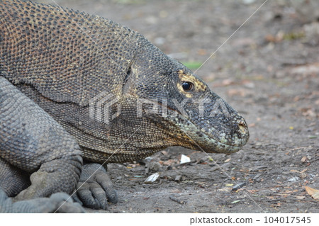 科莫多龍 科莫多龍 104017545