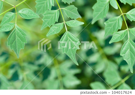 Cork tree, Indian cork tree or Millingtonia hortensis Linn or BIGNONIACEAE or small Cork tree 104017624