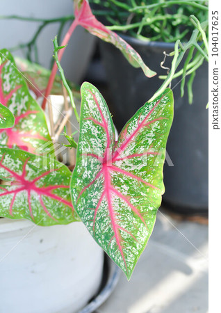 Caladium, Caladium Bicolor Vent or Caladium bicolor 104017625