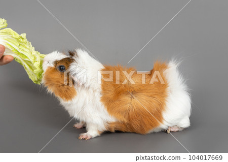 Guinea pig rosette on a gray background. Fluffy rodent guinea pig eating cabbage on colored background 104017669