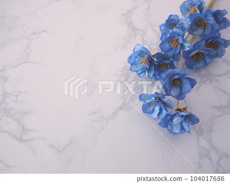 永生花海葵 永生花海葵 104017686