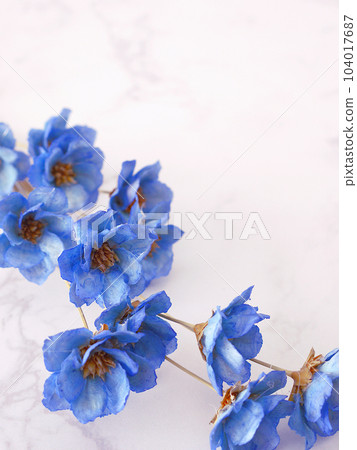 永生花海葵 永生花海葵 104017687