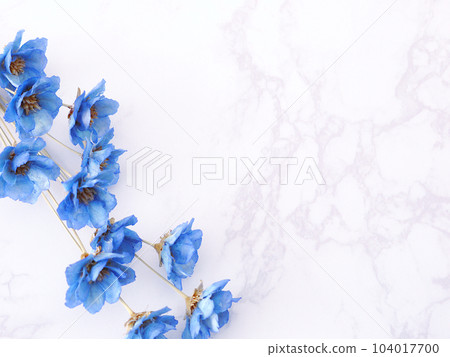 Preserved Flower Anemone Preserved Flower Anemone 104017700