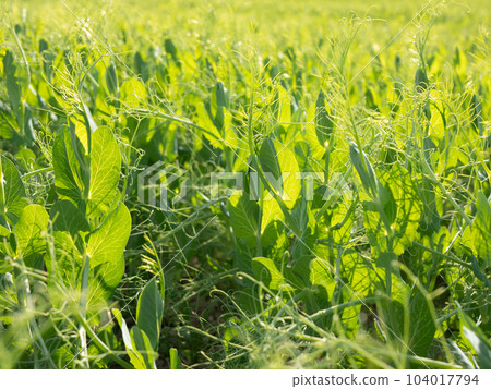Pea leaves and tendrils radiant with fresh green color on the farm. Growing field peas 104017794