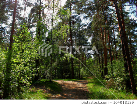A green mixed forest or park. 104018159