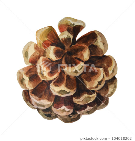 Watercolor pine cone for decoration. Hand drawn watercolor illustration botanical, isolated on white background. 104018202