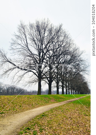 View of the avenue of trees in late autumn. 104018204