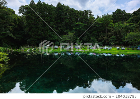 Yomogi no Sato Shinsui Park 繡球花倒影 104018783