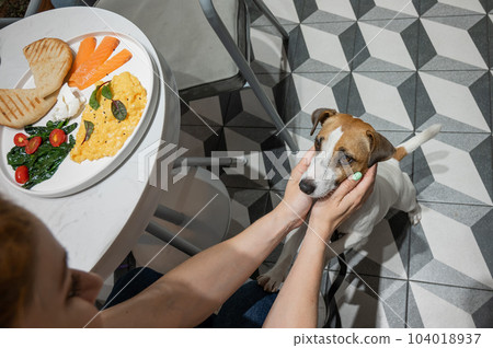 Jack Russell Terrier begging in a cafe. Scrambled eggs salmon and toast on a plate. Woman petting a dog in a diner.  104018937