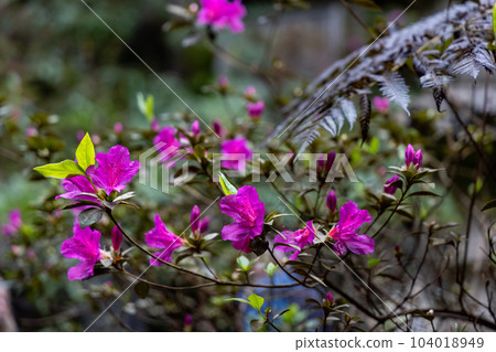 Rododendron flowers on a leafy plant with lots of green leaves Rododendron flowers on a leafy plant with lots of green leaves 104018949