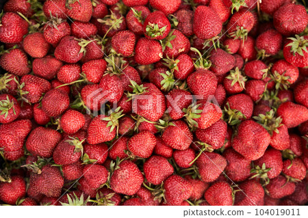 Fresh strawberries in a box. Strawberry group. The background of nutrition. Strawberry background with space to copy. High quality photo 104019011