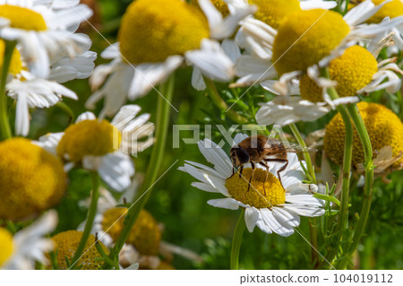 A bee-like syrphid fly perched on white chamomile flowers on a summer day. White wildflowers. Pollination of plants by insects. Hover flie perched on white daisy in close up A bee-like syrphid fly perched on white chamomile flowers on a summer day. White wildflowers. Pollination of plants by insects. Hover flie perched on white daisy in close up 104019112