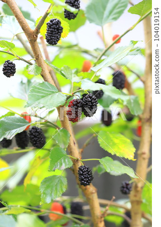 Mulberry fruit Mulberry fruit 104019154