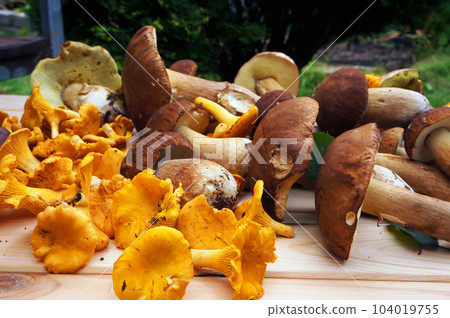 Ceps and chanterelles - edible woodland mushrooms. Ceps and chanterelles - edible woodland mushrooms. 104019755