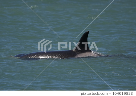 Killer whale hunting sea lions,Peninsula Valdes, Patagonia Argentina Killer whale hunting sea lions,Peninsula Valdes, Patagonia Argentina 104019838