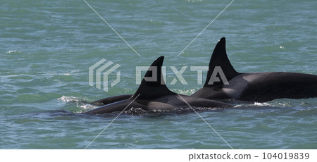 Killer whale hunting sea lions,Peninsula Valdes, Patagonia Argentina Killer whale hunting sea lions,Peninsula Valdes, Patagonia Argentina 104019839