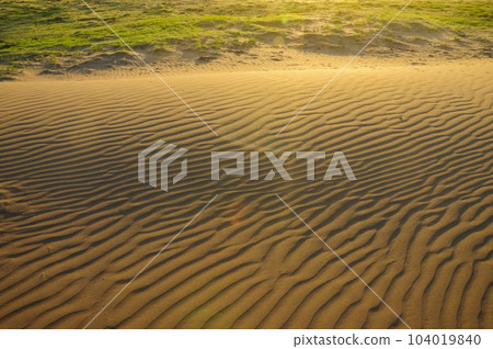 Dune landscape, La Pampa , Argentina Dune landscape, La Pampa , Argentina 104019840