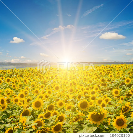 Field with blooming sunflowers and sun. 104020390