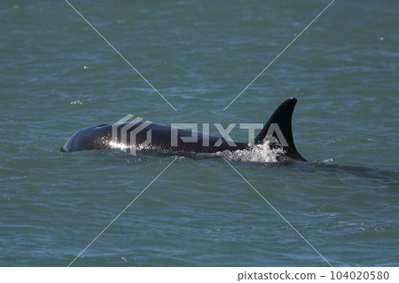 Killer whale hunting sea lions,Peninsula Valdes, Patagonia Argentina 104020580