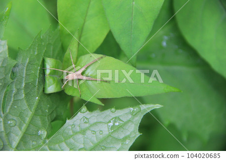 Shrimp spider / Appearance of riding on a leaf Shrimp spider / Appearance of riding on a leaf 104020685