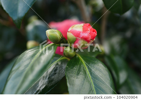 Pink blooming camellia flowers and buds in France 104020904