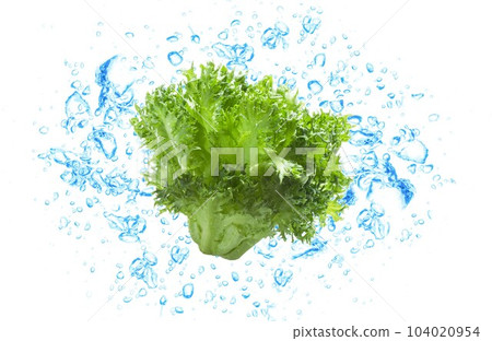 lettuce lettuce 104020954