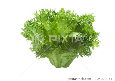 lettuce lettuce 104020955
