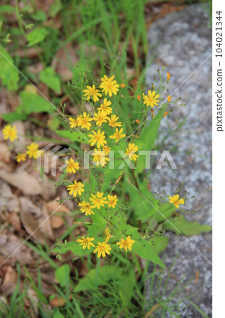 Hananigana(花苦菜)/初夏開黃色花朵的野草 Hananigana(花苦菜)/初夏開黃色花朵的野草 104021344