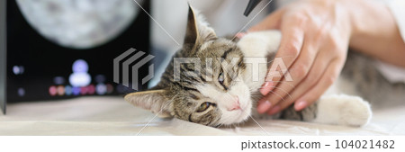 Examination of cat ear in veterinary clinic Examination of cat ear in veterinary clinic 104021482