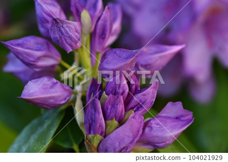 beautiful deep lilac rhododendron buds blossom . extreme  macro shot. art shot with selective focus and blurs 104021929