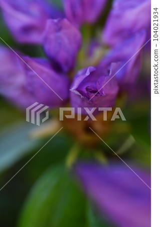 beautiful lilac rhododendron buds blossom . extreme macro shot. art shot with selective focus and blurs beautiful lilac rhododendron buds blossom . extreme macro shot. art shot with selective focus and blurs 104021934
