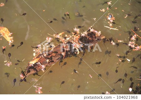 蝌蚪/一群在水面附近游動 104021968