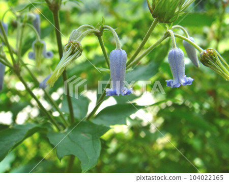 Bell-shaped weed button 104022165