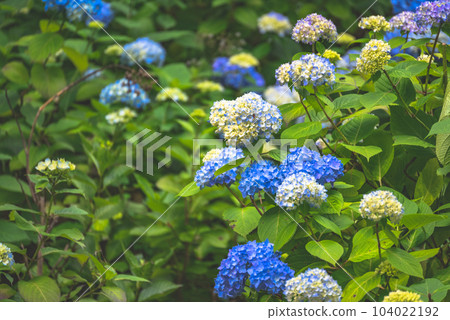 在雨季盛開的繡球花 104022192