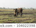 Cows are eating grass in the fields in Thailand during the dry season. 104022398