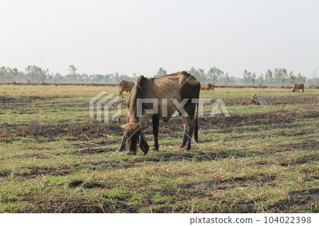 Cows are eating grass in the fields in Thailand during the dry season. Cows are eating grass in the fields in Thailand during the dry season. 104022398