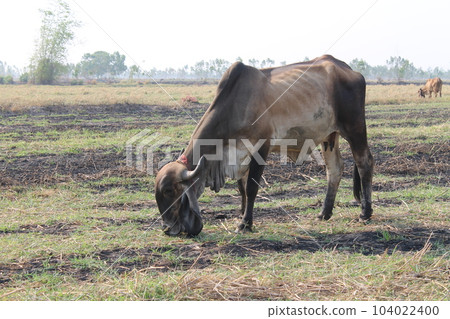 Cows are eating grass in the fields in Thailand during the dry season. Cows are eating grass in the fields in Thailand during the dry season. 104022400