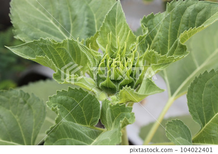 Small sunflowers are blooming during the daytime. Small sunflowers are blooming during the daytime. 104022401