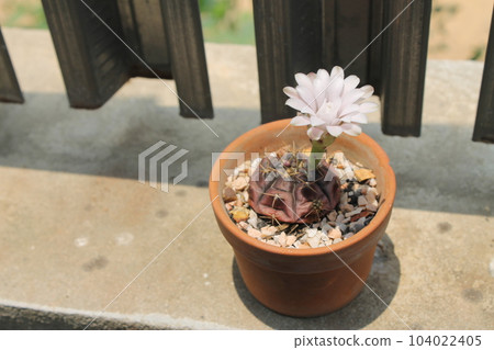The white flowers of the cactus in the brown pot are blooming in the daytime. The white flowers of the cactus in the brown pot are blooming in the daytime. 104022405