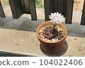 The white flowers of the cactus in the brown pot are blooming in the daytime. 104022406