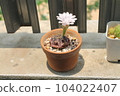The white flowers of the cactus in the brown pot are blooming in the daytime. 104022407